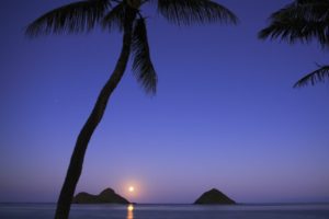 hawaii, Islands, Palm, Trees, Oahu, Moonrise