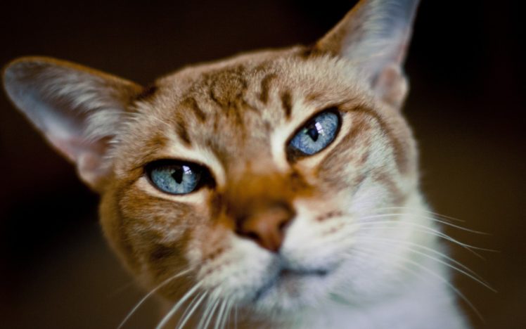 cats, Animals HD Wallpaper Desktop Background