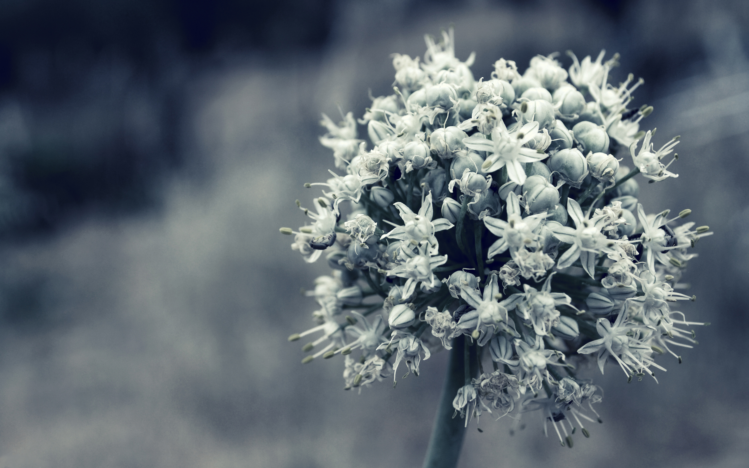 black, And, White, Onion, Flowers Wallpaper