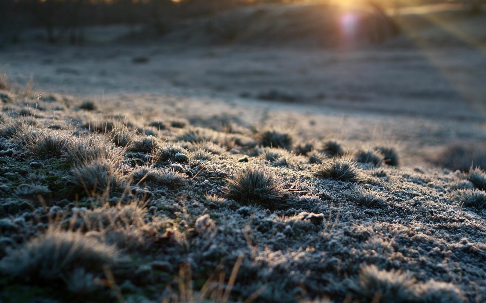 fields, Desert, Frost, Sunrise, Dawn, Macro Wallpaper