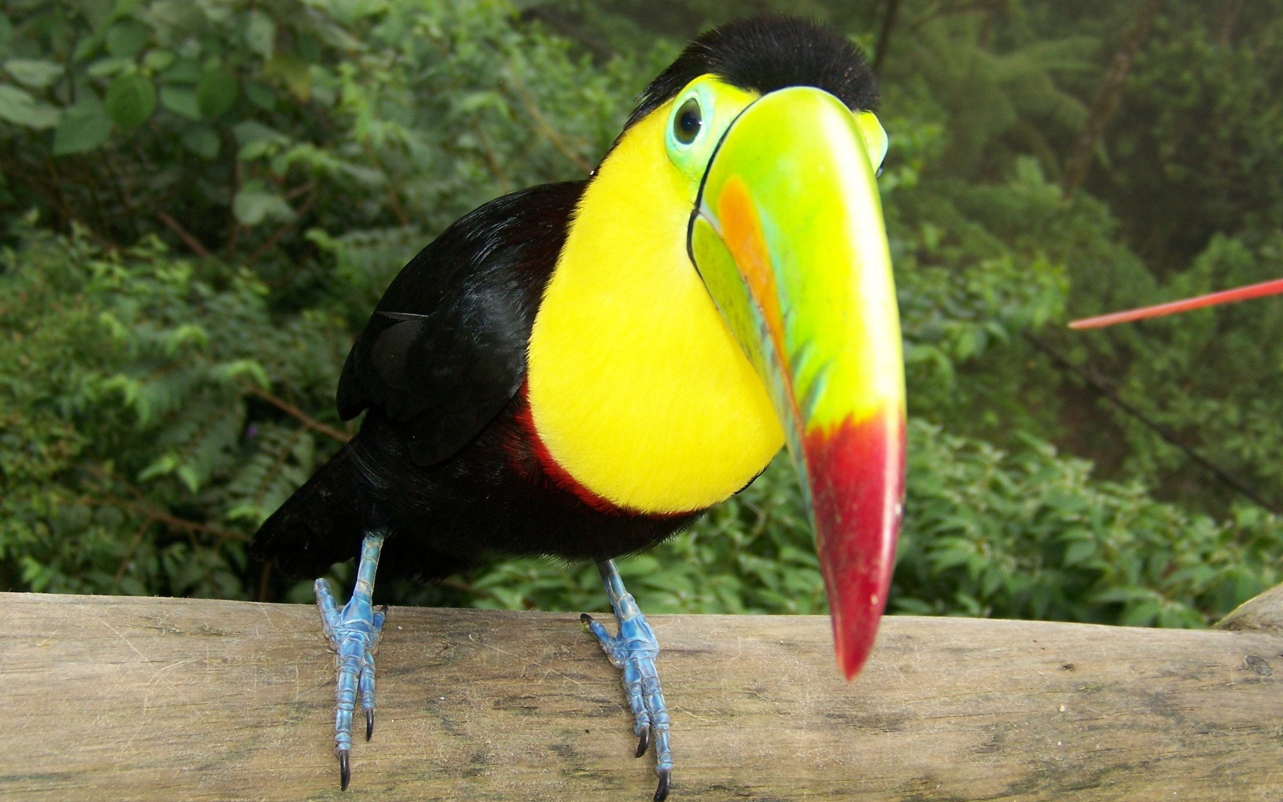 beautiful, Parrot Wallpaper