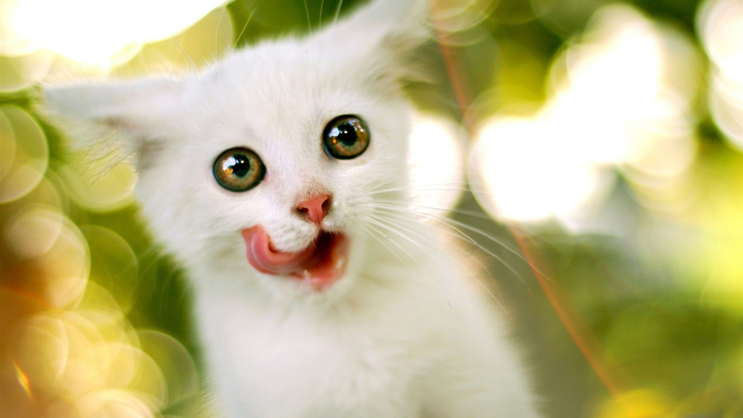 cute white cat hd wallpaper 2560x1440 Wallpaper