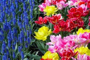 flowers, Garden, Tulips, Holland, Hyacinths
