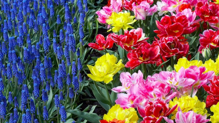 flowers, Garden, Tulips, Holland, Hyacinths HD Wallpaper Desktop Background