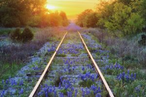 railroad, Mood, Flowers, Nature, Distance, Landscapes, Sunset, Sunrise, Tracks