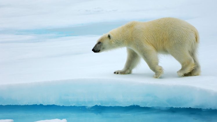 animals, Polar, Bears HD Wallpaper Desktop Background