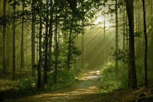 nature, Trees, Forests, Paths, Sunlight
