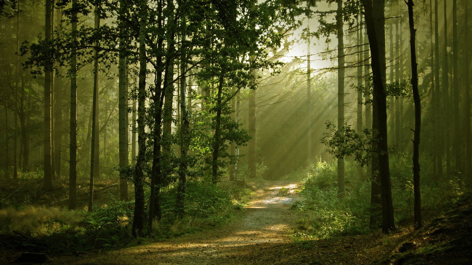 nature, Trees, Forests, Paths, Sunlight Wallpaper