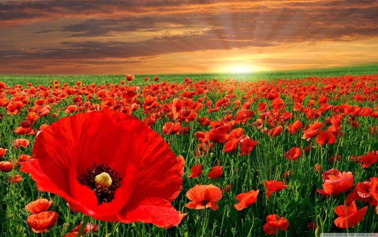 nature, Poppy HD Wallpaper Desktop Background