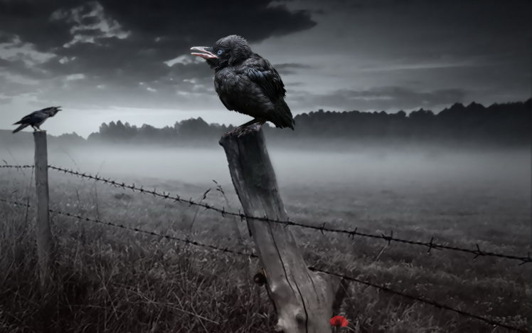 dark, Horror, Gothic, Poe, Poem, Raven, Death, Fence, Fog, Mist HD Wallpaper Desktop Background