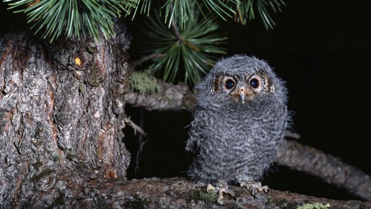 owls, Owlet, Baby, Birds HD Wallpaper Desktop Background