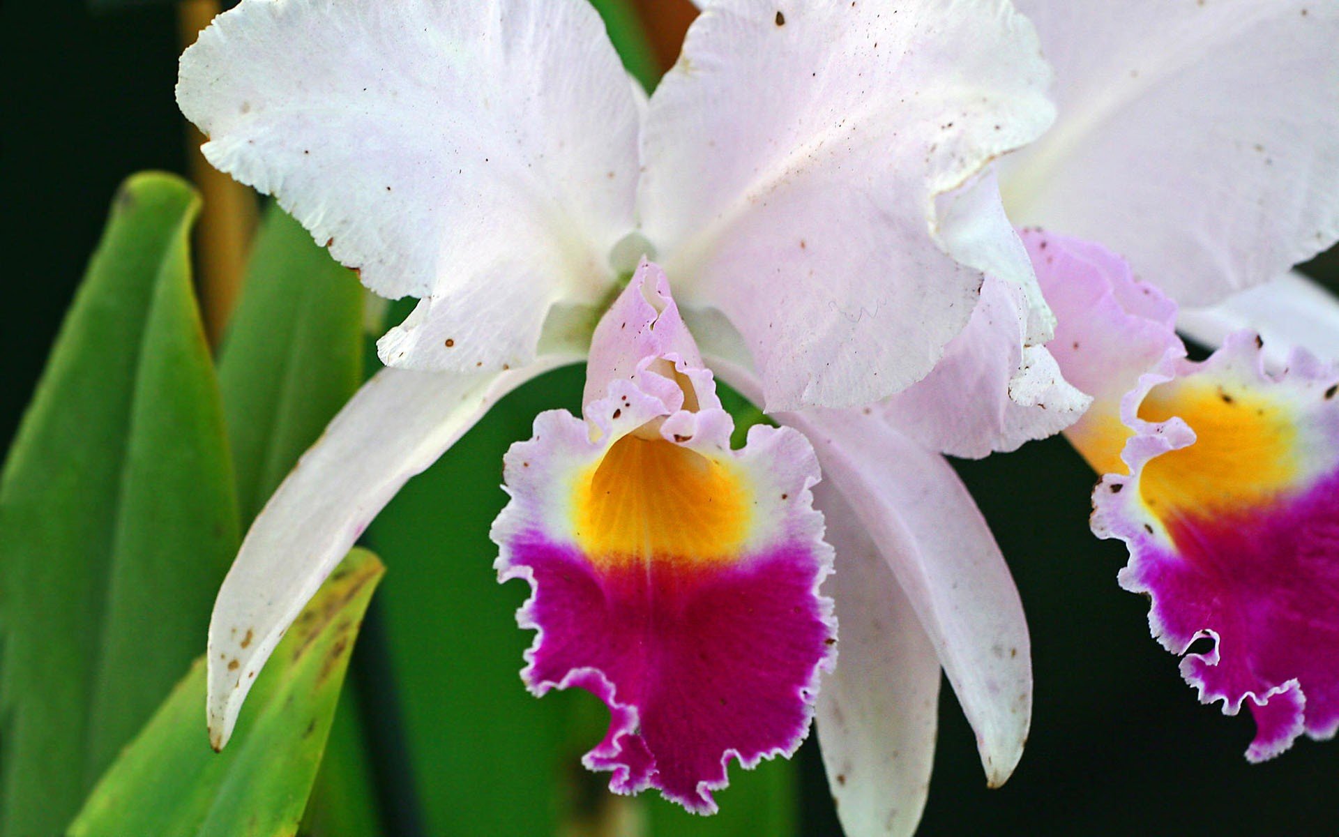 flowers, Orchids Wallpaper