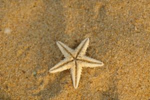 nature, Sand, Starfish