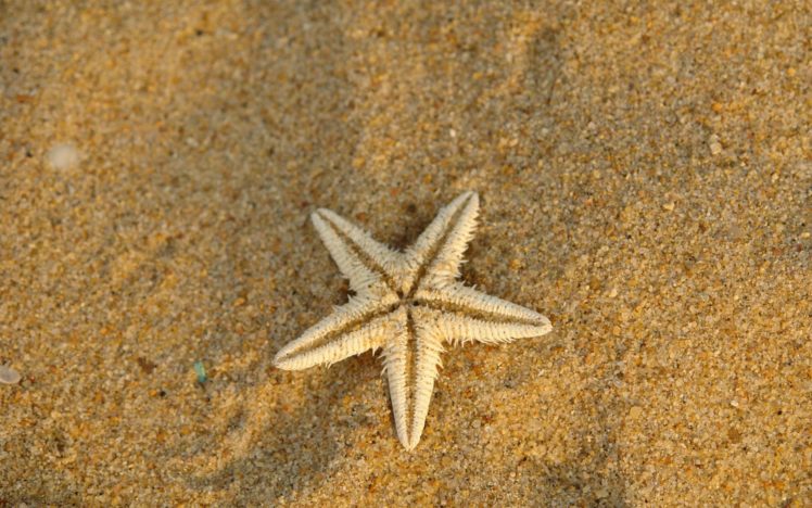 nature, Sand, Starfish HD Wallpaper Desktop Background