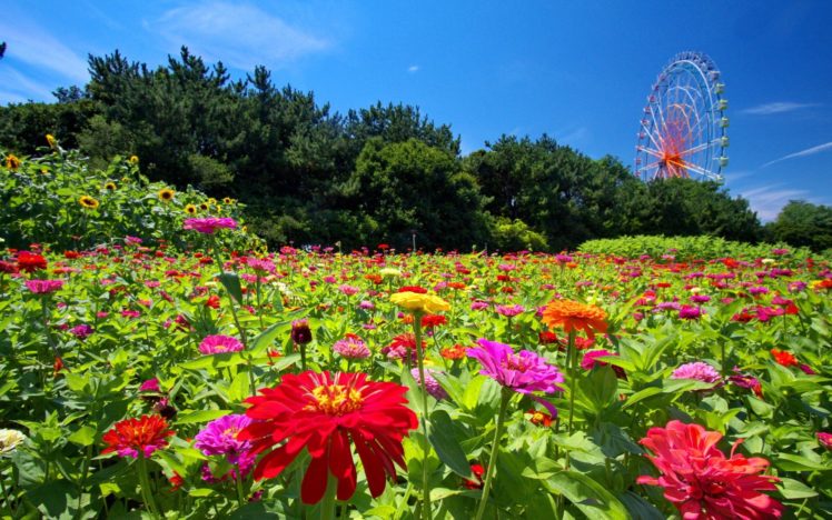 landscapes, Nature, Flowers, Ferris, Wheels, Carpet HD Wallpaper Desktop Background