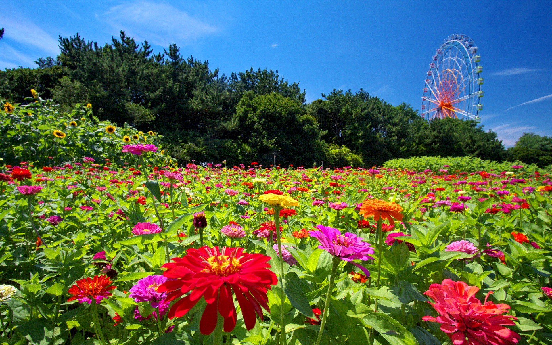 landscapes, Nature, Flowers, Ferris, Wheels, Carpet Wallpaper