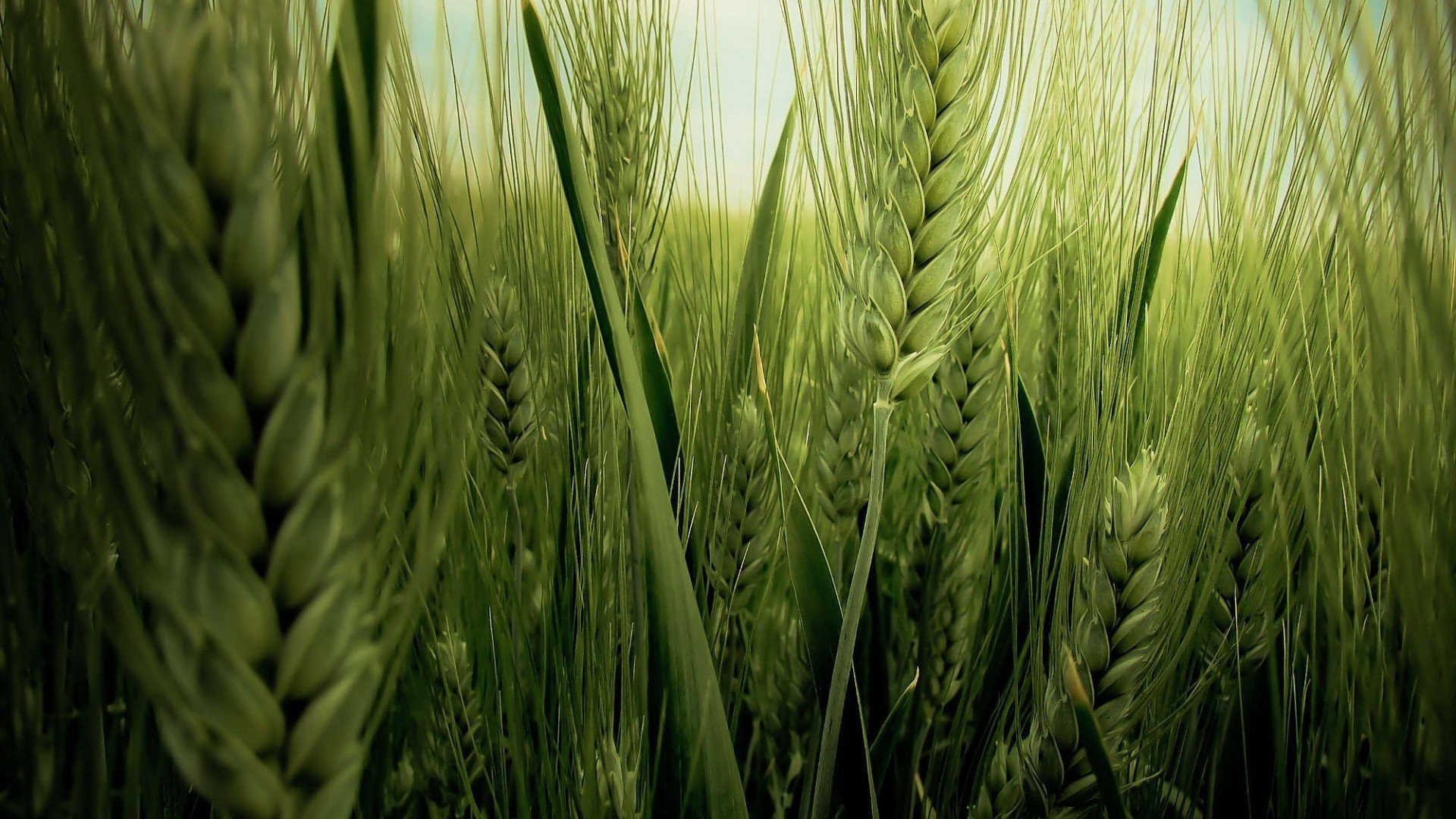green, Landscapes, Nature, Spikelets Wallpapers HD / Desktop and Mobile ...