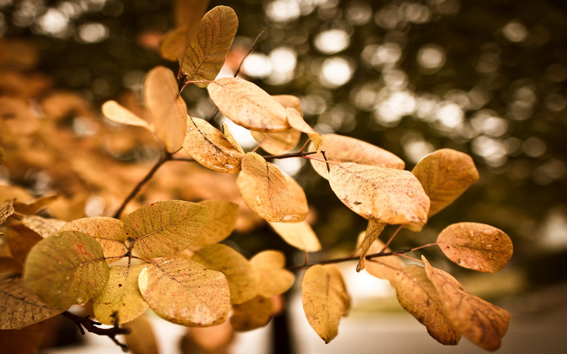 plants Wallpaper