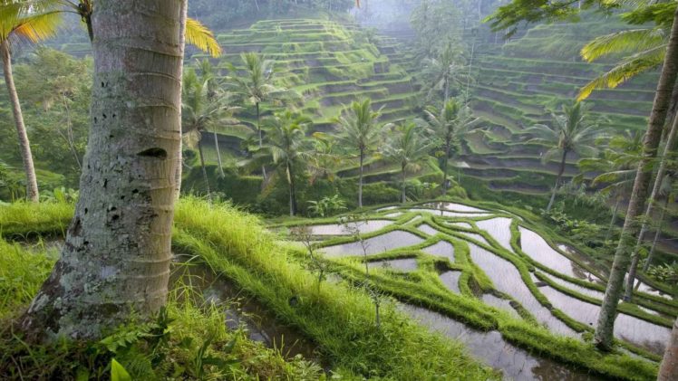 rice, Indonesia, Bali HD Wallpaper Desktop Background