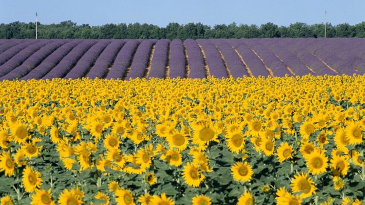 flowers, Fields, Sunflowers HD Wallpaper Desktop Background