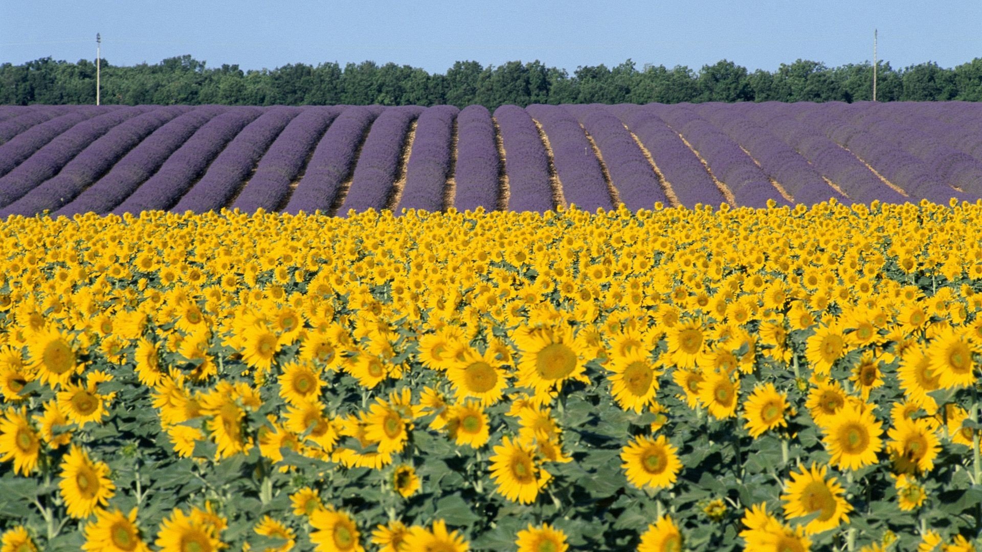 flowers, Fields, Sunflowers Wallpaper