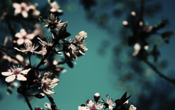 close up, Nature, Flowers HD Wallpaper Desktop Background