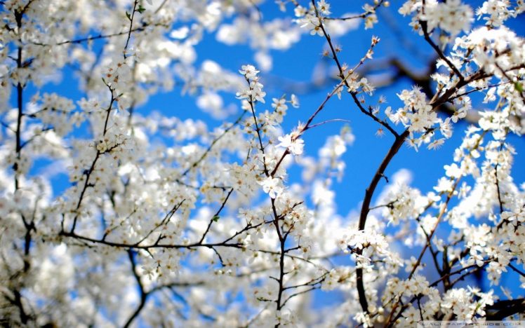 nature, Blossoms, White, Flowers HD Wallpaper Desktop Background