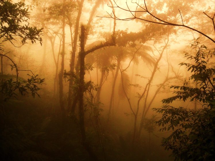 sunset, Trees, Forests, Fog, Hdr, Photography HD Wallpaper Desktop Background