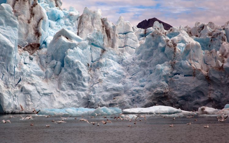 landscapes, Iceberg, Glacier, Ocean, Artic, Animals, Birds, Winter HD Wallpaper Desktop Background