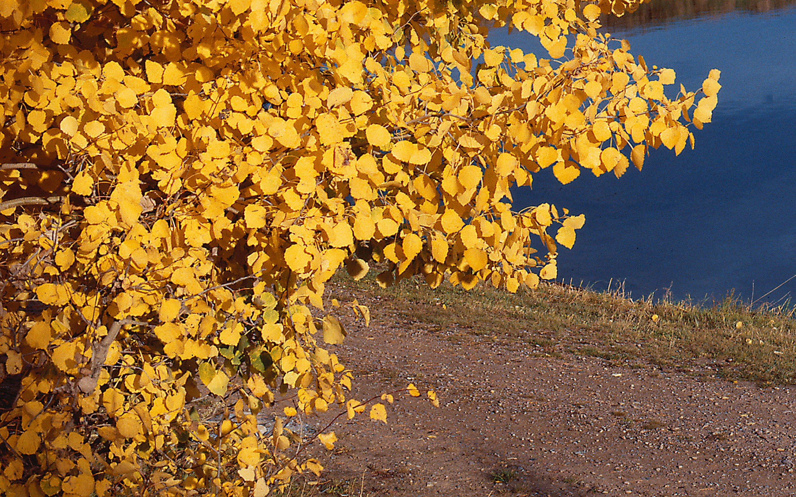 nature Wallpaper