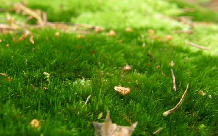 autumn, Leaves, Grass HD Wallpaper Desktop Background