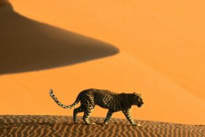animals, Deserts, Namibia, Africa, Leopards, Dunes