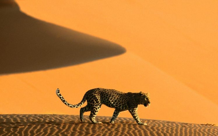 animals, Deserts, Namibia, Africa, Leopards, Dunes HD Wallpaper Desktop Background