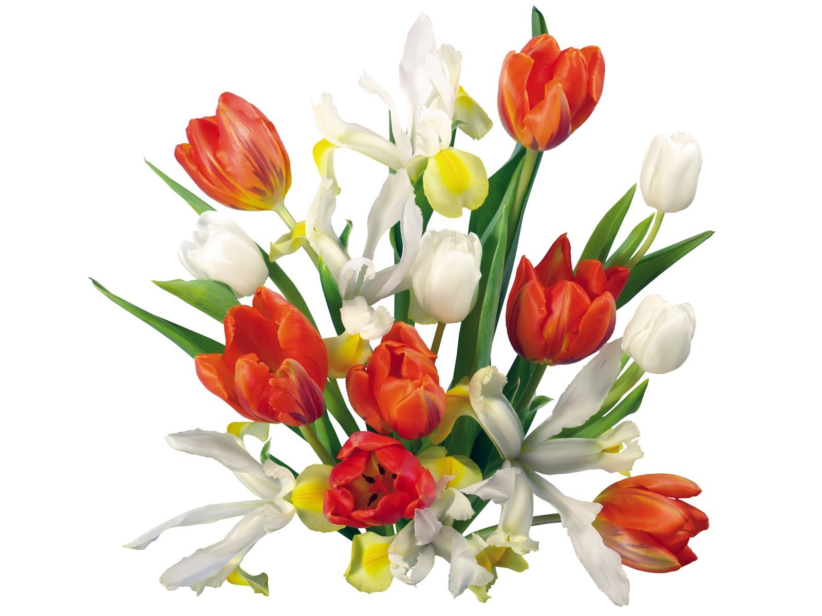 flowers, Tulips Wallpaper