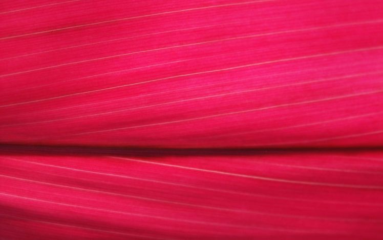 red, Textures, Plants, Flower, Petals HD Wallpaper Desktop Background