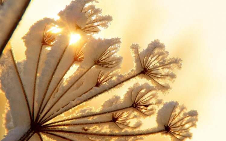 nature, Snow, Plants, Sunlight HD Wallpaper Desktop Background
