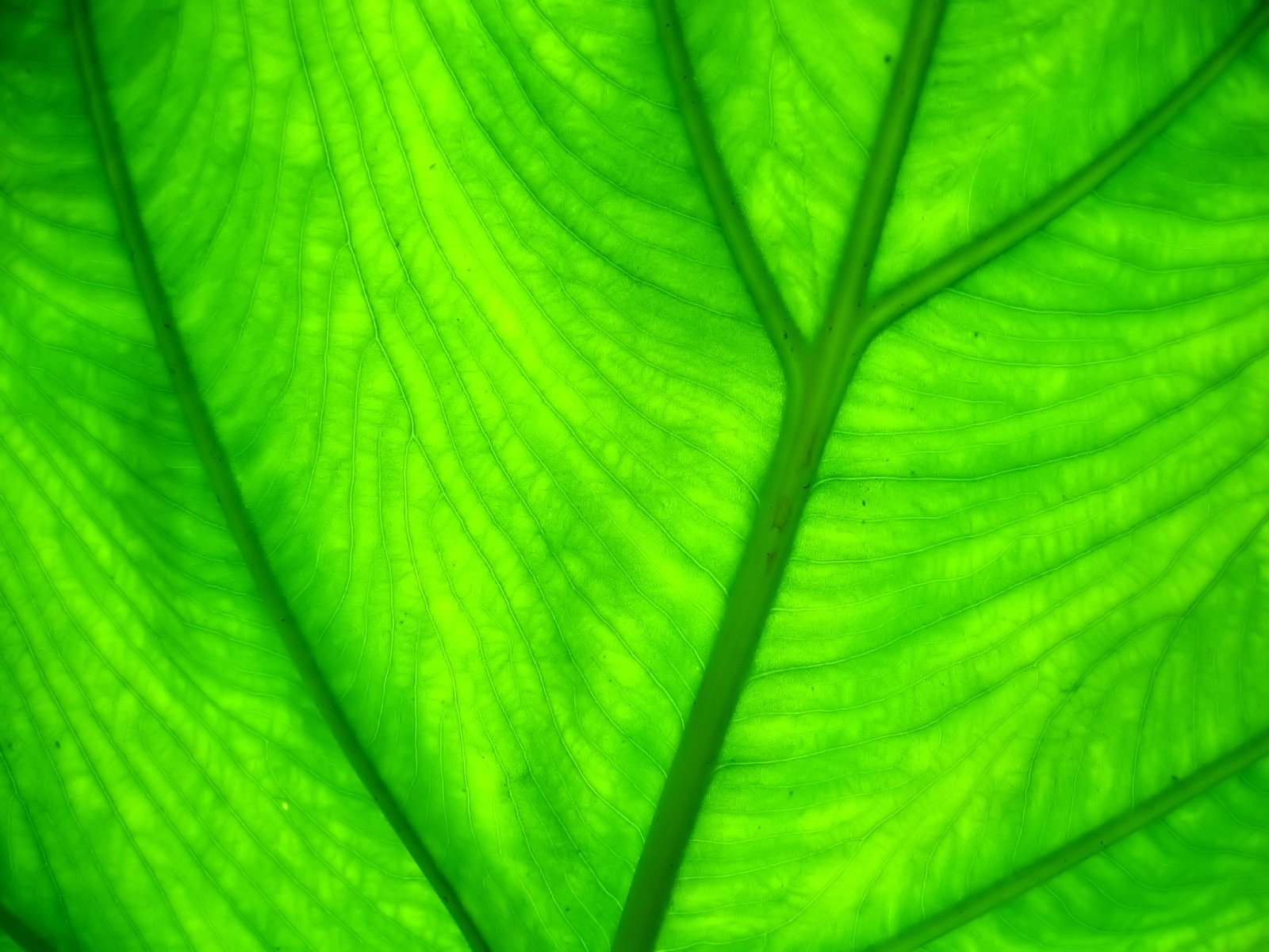 green, Close up, Nature, Wall, Leaves, Grass, Water, Drops, Flora, Floral Wallpaper