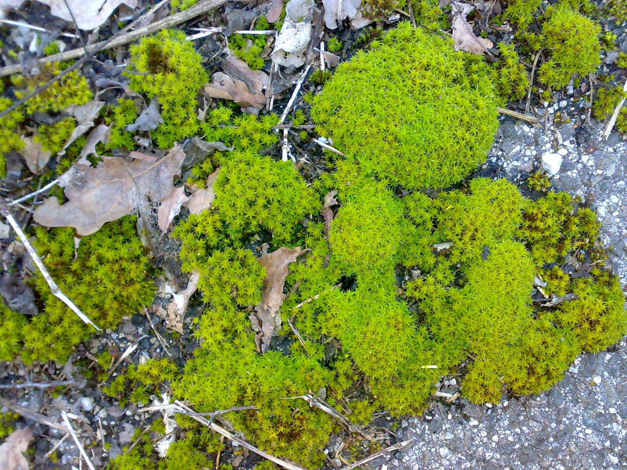 green, Nature, Moss Wallpaper