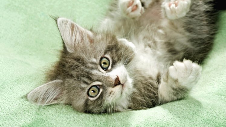eyes, Cats, Animals, Feline, Kittens HD Wallpaper Desktop Background