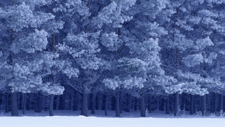 winter, Forests, Birds, Parks HD Wallpaper Desktop Background