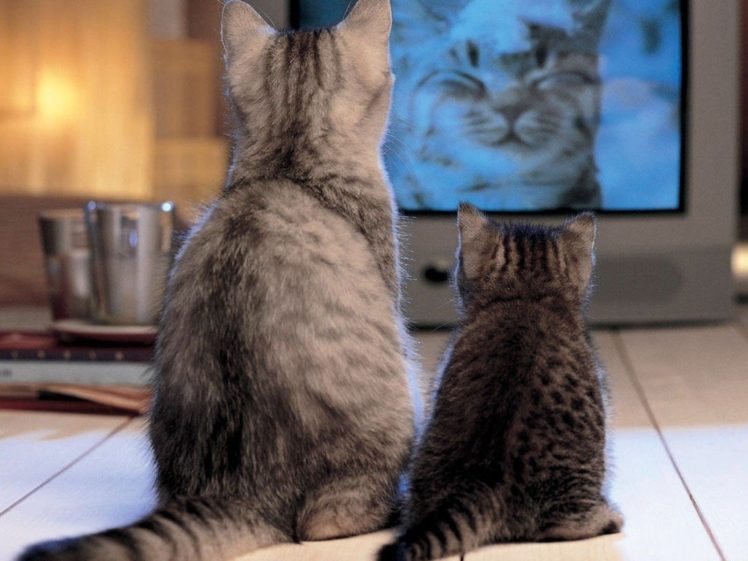 cats HD Wallpaper Desktop Background