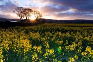 landscapes, Nature, Land, Yellow, Flowers