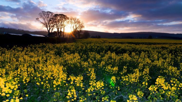 landscapes, Nature, Land, Yellow, Flowers HD Wallpaper Desktop Background
