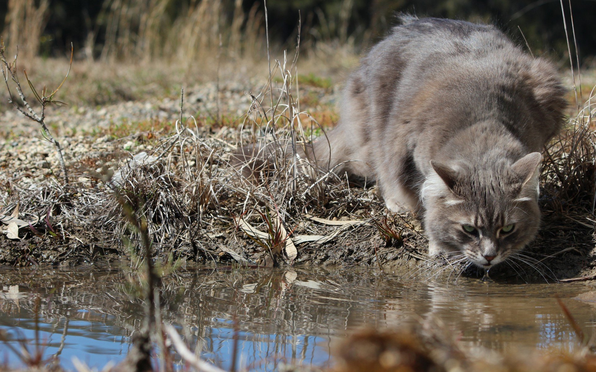 nature, Cats, Animals Wallpaper