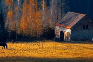 horses, Rustic, Farm, Barn, Landscapes, Buildings, Autumn, Fall, Trees