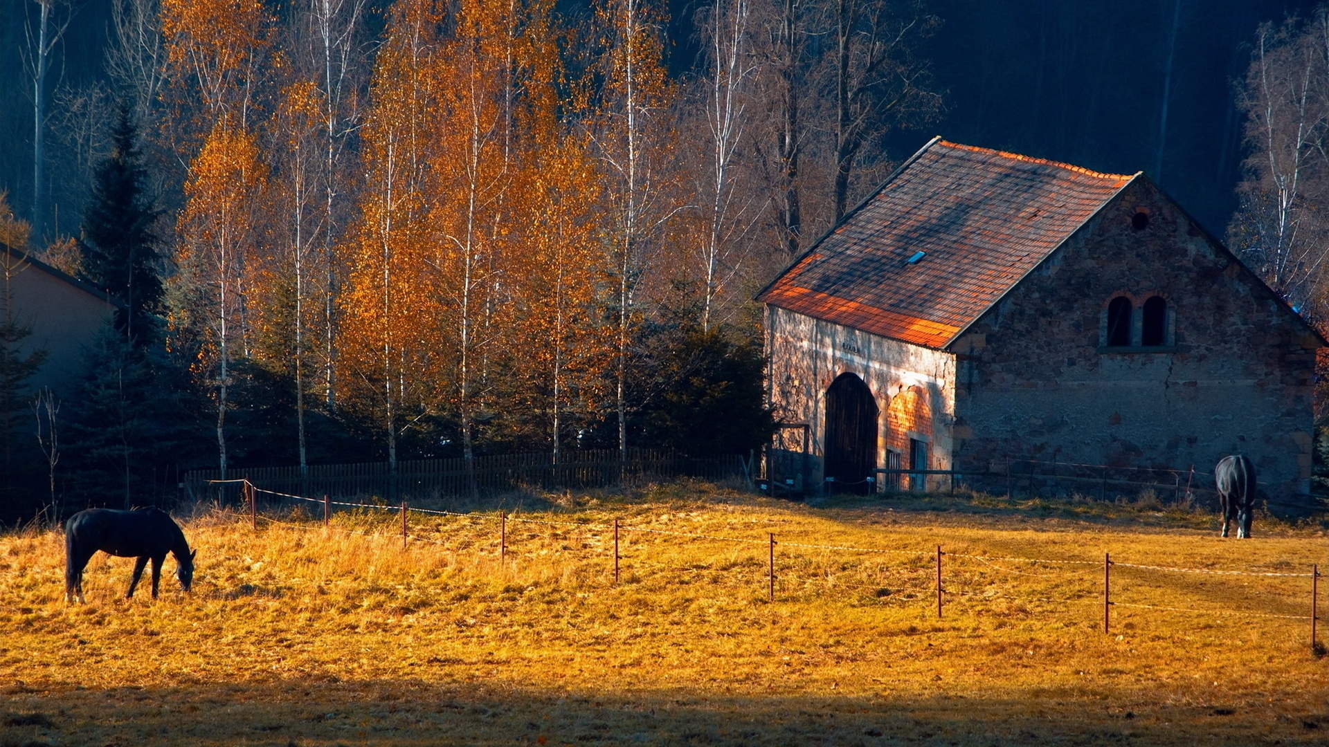 horses, Rustic, Farm, Barn, Landscapes, Buildings, Autumn, Fall, Trees Wallpaper