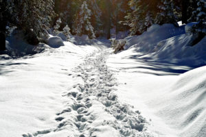 landscapes, Forest, Winter, Snow, Tracks, Path, Trail, Prints, Sunlight