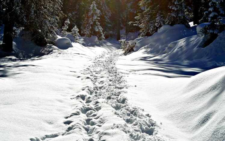 landscapes, Forest, Winter, Snow, Tracks, Path, Trail, Prints, Sunlight HD Wallpaper Desktop Background