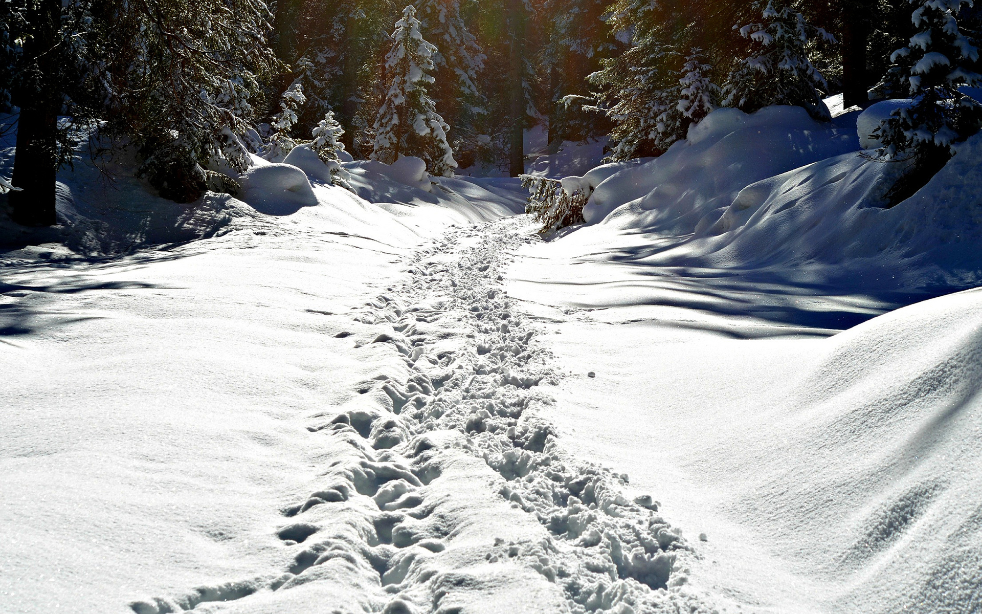 landscapes, Forest, Winter, Snow, Tracks, Path, Trail, Prints, Sunlight Wallpaper