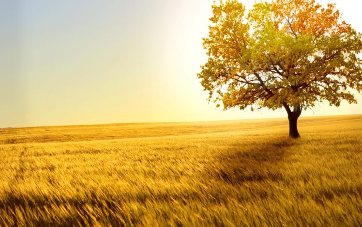 fields, Grass, Trees, Autumn, Fall, Sunlight, Leaves HD Wallpaper Desktop Background